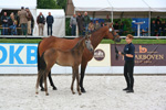 Springbetontes Elite-Stutfohlen v. Cellestial - Matador xx