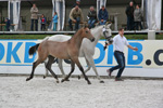 Springbetontes Elite-Hengstfohlen v. Cellestial - Kolibri