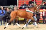 Ehrenrunde Siegerhengst v. Cellestial. Foto Lohrmann