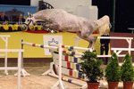 Gekörter Sohn v. Cellestial. Foto Lohrmann
