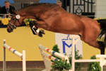 Siegerhengst v. Cellestial x Quantum. Foto Tauchnitz