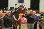 Springbetonter Siegerhengst v. Cellestial. Foto Tauchnitz