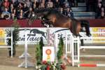 Gekörter Sohn v. Cellestial x Con Sherry. Foto B.Schröder