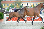 HF v. Cellestial, 1. Reservesieger der springbetonten Hengstfohlen