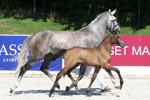 Sieger-SF v. Corrington - Cellestial