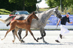 Elite-HF v. Lloyd George - Cellestial
