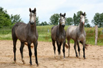 v.l. Cellestial/Converter (tragend von Corrington),
 Cellestial/I do it (tragend von Landprinz) und Cellestial/Quintero (tragend von Landprinz) 